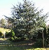 Cedrus atl. Glauca